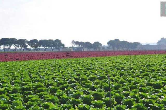 Campi colorati, viali alberati e masserie: tra Cozze e San Vito un paesaggio ''made in Puglia''